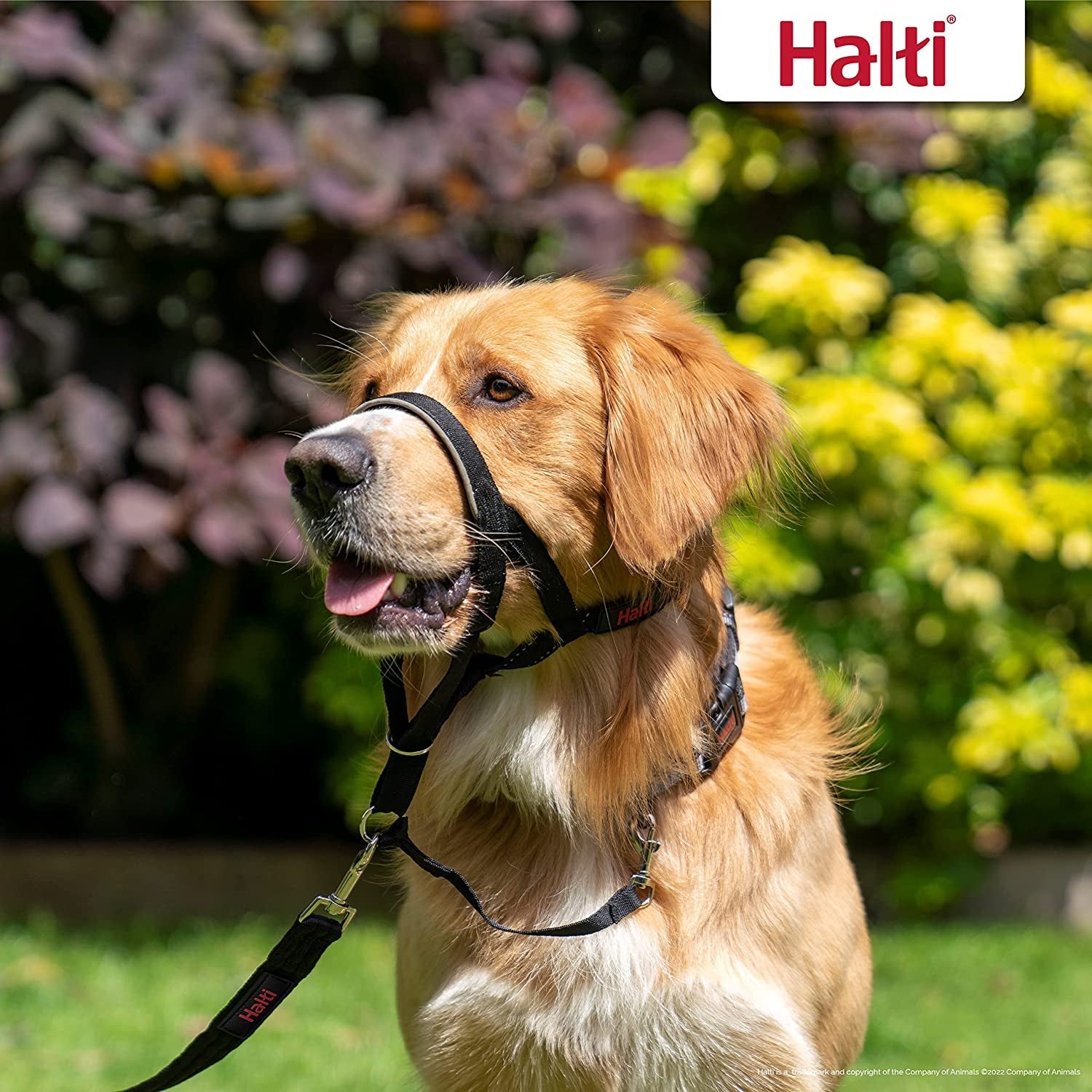 HALTI Headcollar Size 3 - Black | Bestselling Anti-Pull Training Aid for Medium Dogs | Padded, Adjustable & Reflective for Ultimate Comfort and Control