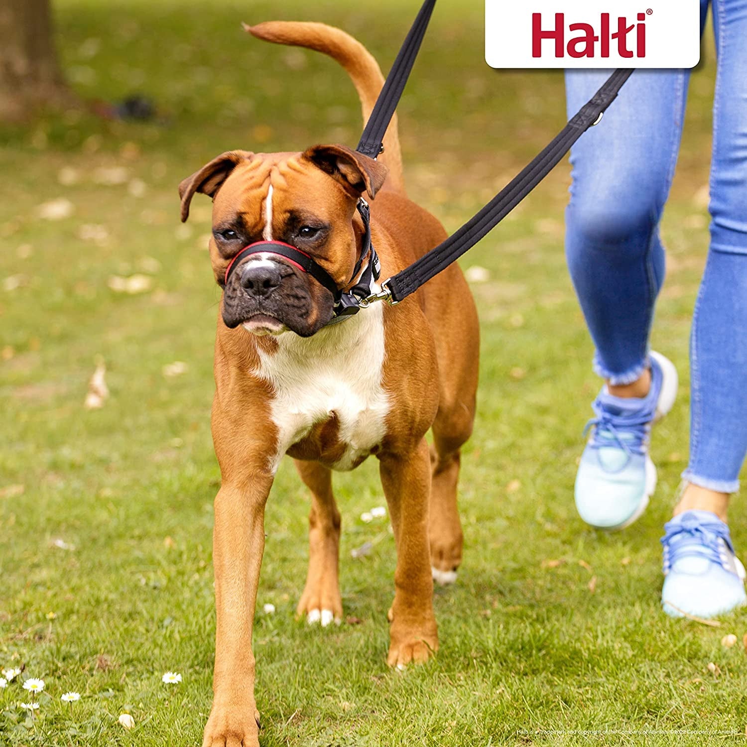 HALTI Optifit Medium Headcollar - Adjustable Reflective Dog Harness for Ultimate Lead Control and Anti-Pull Training - Stylish Black Design